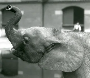 Młoda samica słonia afrykańskiego Oojah podnosząca trąbę w londyńskim zoo, sierpień 1925 r
