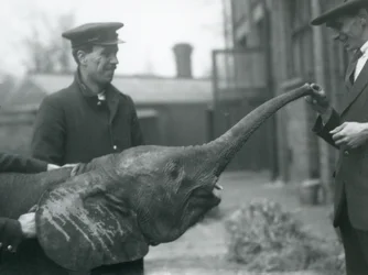 Młoda samica afrykańskiego słonia karłowatego Oojah podnosi trąbę na smakołyk w londyńskim zoo, czerwiec 1925 r.