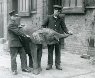 Młoda samica afrykańskiego słonia karłowatego Oojah podnosi trąbę po smakołyk od swoich opiekunów w londyńskim zoo, kwiecień 1925