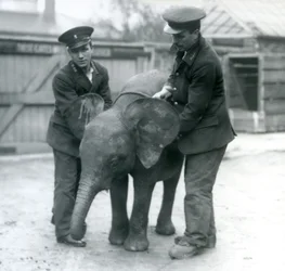 Młoda samica słonia afrykańskiego Oojah z dwoma opiekunami w londyńskim zoo w kwietniu 1925 r.