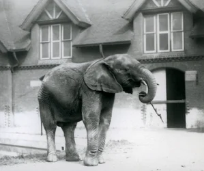 Młody samiec słonia afrykańskiego Kiberenge stojący przed słoniarnią, londyńskie zoo, czerwiec 1927 r.
