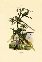 Aleksandretta Aleksandryjska, 1833-39