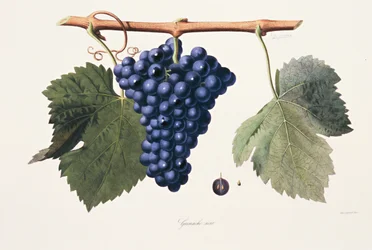 Ampelografia, Szczep Grenache Cotes du Rhone