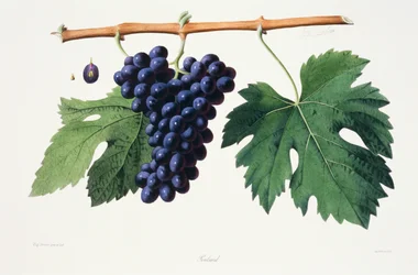 Ampelografia, Grape Poulsard Jura