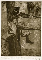Algierski strzelec wyborowy przy pracy pod lasem, 1914-19