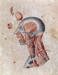 Anatomia głowy narysowana przez studenta (kolorowa kredka na papierze)