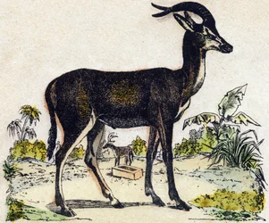 Antylopa. Grawerowanie w „Alfabet des animaux sauvages””. 9. seria. Obraz Epinal, Pellerin, drukarz-wydawca, ok. 1870 r. Ryciny na drewnie, szablon. 16 stron. Wymiary: 20 x 15 cm. Prywatna kolekcja