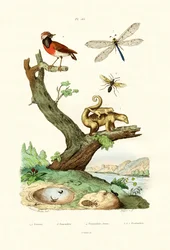 Mrówki, 1833-39