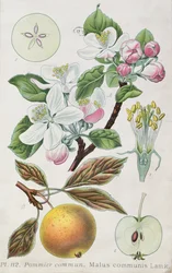 Jabłoń (Malus Communis) (kolorowy grawer)
