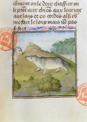 Borsuki, z Księgi łowów Gastona Phebusa de Foix (1331-91)