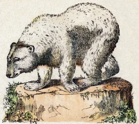 Niedźwiedź. Grawerowanie w „Alfabet des animaux sauvages””. 9. seria. Obraz Epinal, Pellerin, drukarz-wydawca, ok. 1870 r. Ryciny na drewnie, szablon. 16 stron. Wymiary: 20 x 15 cm. Prywatna kolekcja