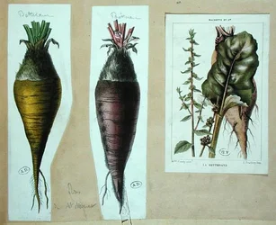 Burak, trzy tablice botaniczne (litografia barwna)