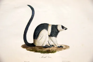 Wari czarno-biały, z Histoire Naturelle des Mammifères, avec des figures originales, autorstwa Étienne Geoffroy Saint-Hilaire i Frédéric Cuvier, 1824-42