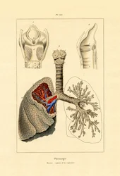 Oddychanie, 1833-39