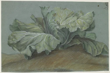 Zakład kapusty (kreda na papierze)