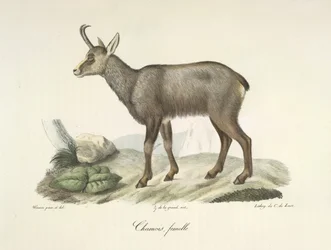 Kozica, samica, z historii naturalnej ssaków (kolor lito)