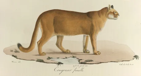 Cougar, kobieta kuguar, z „Histoire Naturelle des Mammères” (kolor lito)