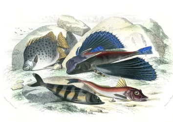 Dactyloptere pirapede (Dactylopterus pirapeda) latająca ryba, Chetodon argus (scatophagus argus), cenronote pilote (echeneis naucrate), Trigle Lyre (Genicanthus Melanospilos) - Płyta wydobyta z Histoire Naturelle przez Bernarda Germaina de Lacepede (1856-1