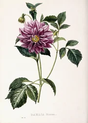 Dalia Rosea, 1715