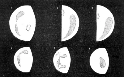 Ciemne i jasne plamy Wenus; 1, 2, 3, plamy obserwowane przez D. Cassini w 1667 i 1667; 4, 5, 6, plamy obserwowane przez M. Langdona w 1871 r. - w „Le Ciel” Amédée Guillemina
