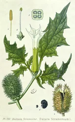 Datura stramonium, płyta botaniczna