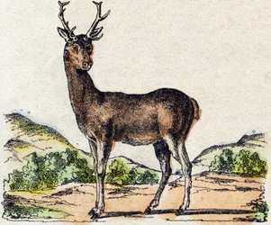 Jeleń. Grawerowanie w „Alfabet des animaux sauvages””. 9. seria. Obraz Epinal, Pellerin, drukarz-wydawca, ok. 1870 r. Ryciny na drewnie, szablon. 16 stron. Wymiary: 20 x 15 cm. Prywatna kolekcja