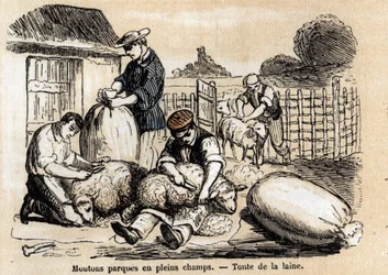 Opis różnych zastosowań i produktów z owiec: wycinanie owiec. Talerz „Les moutons”” w „”les Recreations instructives”” Obraz synoptyczny Julesa Delbrucka, rycina z 1860 r. Kolekcja prywatna.