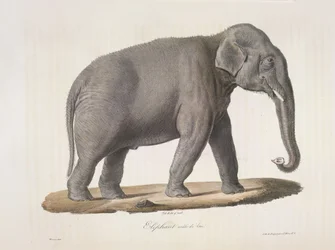 Słoń azjatycki, z Natural History of Mammals (kolor lito)