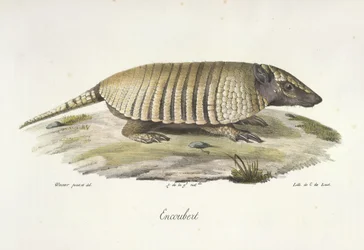 Encoubert, Armadillo, z Historii naturalnej ssaków (kolor lito)