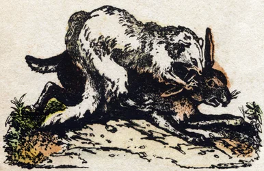 Fretka. Grawerowanie w „Alfabet des animaux sauvages””. 9. seria. Obraz Epinal, Pellerin, drukarz-wydawca, ok. 1870 r. Ryciny na drewnie, szablon. 16 stron. Wymiary: 20 x 15 cm. Prywatna kolekcja