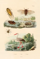 Świetlik, 1833-39