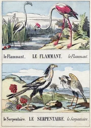 Płomień i wąż. Grawerowanie w "Buffon Alphabet des Oiseaux n 2". 3. Seria N 2. Obrazowanie Epinal, Epinal, koniec XIX wieku. 16 stron. Wymiary: 28x21 cm