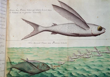Latające ryby i tuńczyk goniące latające ryby, Zwrotnik Raka, akwarela z dziennika pokładowego Jacquesa Gouina de Beauchesne (1652-1730), kapitana Compagnie Royale de la Mer du Sud, od 1698 do 1701, Francja