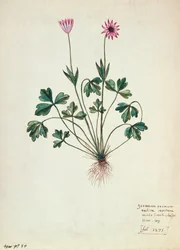 Karta 1275 Pelargonia