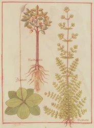 Fr 12322 f.180v Babka, majeranek i mandragora, z Livre des Simples Medecines, c.1520-30