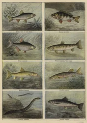 Francuskie ryby słodkowodne