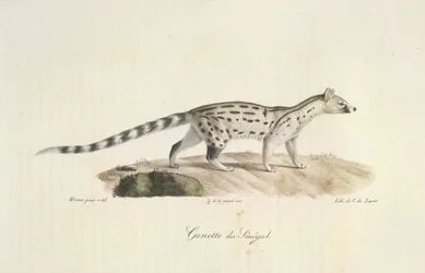 Senegal Genet, z Historii Naturalnej Ssaków (kolor lito)