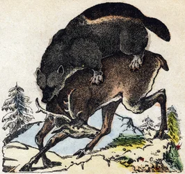 Żarłok. Grawerowanie w „Alfabet des animaux sauvages””. 9. seria. Obraz Epinal, Pellerin, drukarz-wydawca, ok. 1870 r. Ryciny na drewnie, szablon. 16 stron. Wymiary: 20 x 15 cm. Prywatna kolekcja