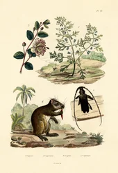 Koza pospolita, 1833-39