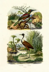 Wielki Jacamar, 1833-39