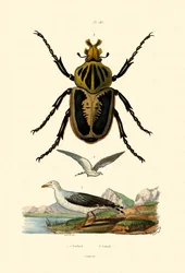 Mewa, 1833-39
