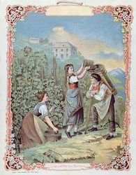 Zbiór winogron, z kalendarza, ok.1880