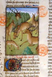 Stado jeleni, z Livre de la Chasse przez Gastona Phebusa de Foix (1331-91)