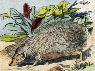Herisson. Grawerowanie w „Buffon Alphabet des Animaux”. III seria N 1. Obrazowanie Epinal, Epinal, koniec XIX wieku. 16 stron. Wymiary: 28x21cm