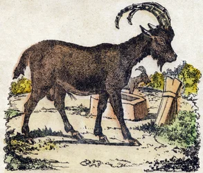 Koziorożec alpejski. Grawerowanie w „Alfabet des animaux sauvages””. 9. seria. Obraz Epinal, Pellerin, drukarz-wydawca, ok. 1870 r. Ryciny na drewnie, szablon. 16 stron. Wymiary: 20 x 15 cm. Prywatna kolekcja
