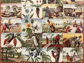 Ilustracja do francuskiego podręcznika szkolnego różnych produktów kolonii, ok. 1920-30