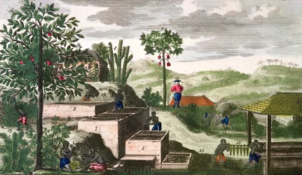 Roślina indygo, ilustracja z "Histoire Generale des Antilles Habitees par les Francois Vol 2" autorstwa Jean Baptiste Du Tertre (1610-1687) opublikowana w 1667 r. (kolorowa rycina) (patrz również 177261).