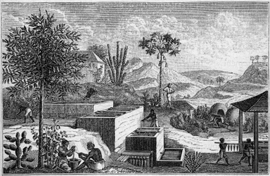 Indigoterie w Senegalu w XVII wieku.