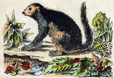 Indri (lemuryjski). Grawerowanie w „Alfabet des animaux sauvages””. 9. seria. Obraz Epinal, Pellerin, drukarz-wydawca, ok. 1870 r. Ryciny na drewnie, szablon. 16 stron. Wymiary: 20 x 15 cm. Prywatna kolekcja