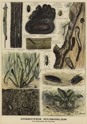 Owady, które niszczą futrzane ubrania